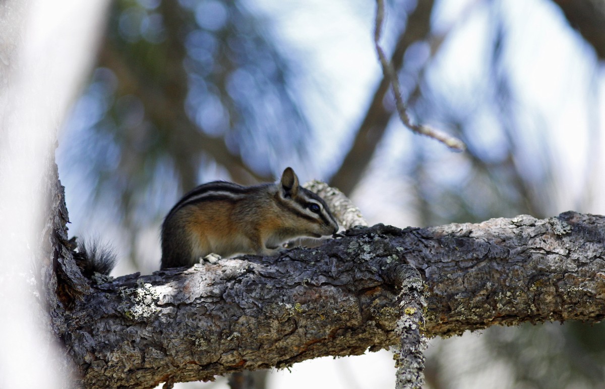Yellow-pine Chipmunk - ML646954174