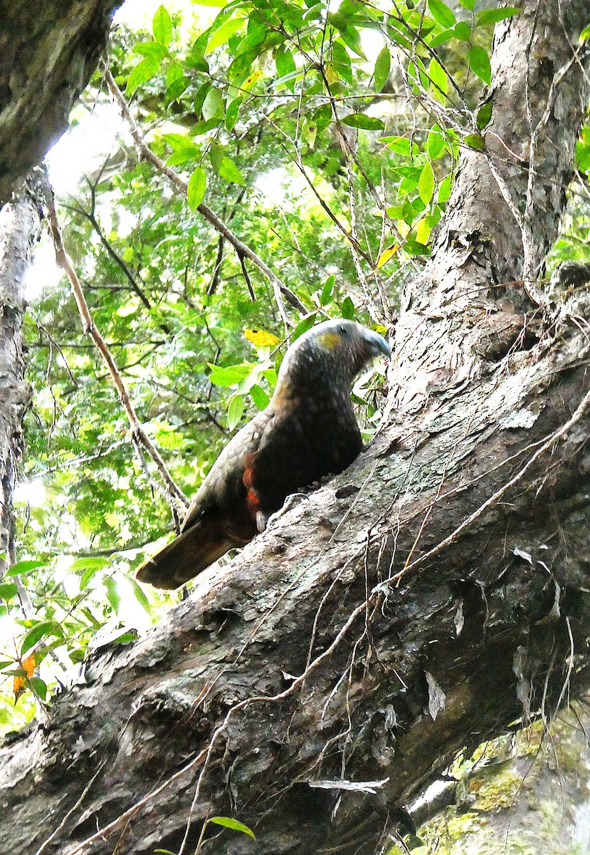 New Zealand Kaka - ML646954175