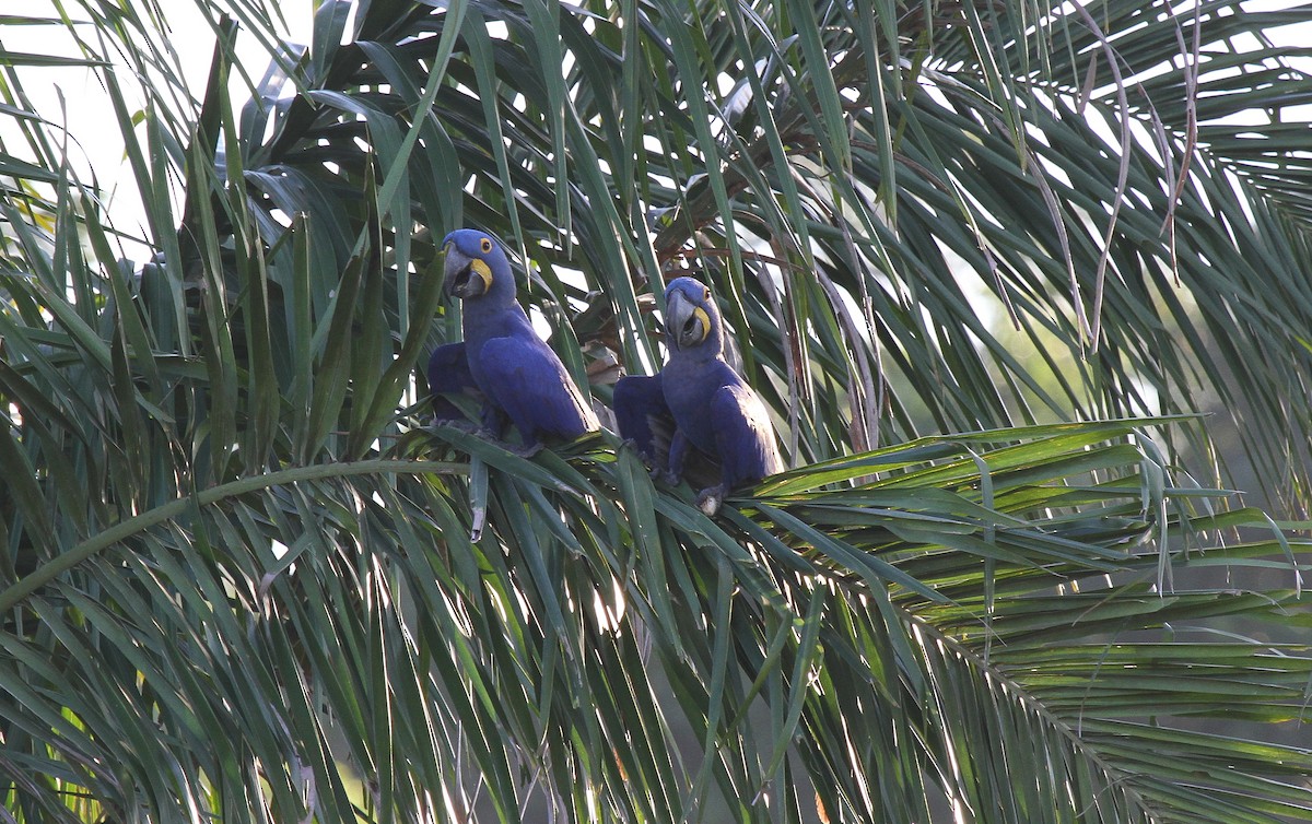 Hyacinth Macaw - ML646954180