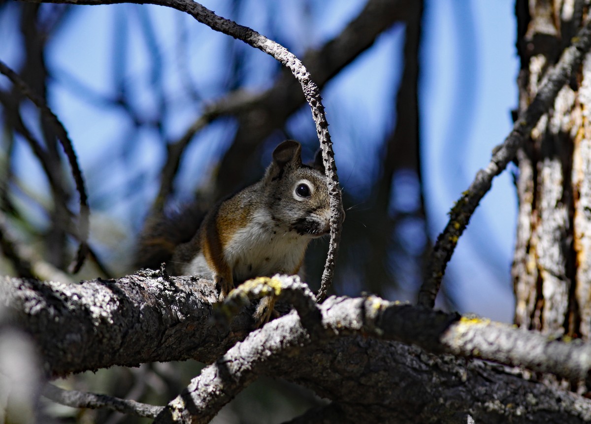 American Red Squirrel - ML646954181