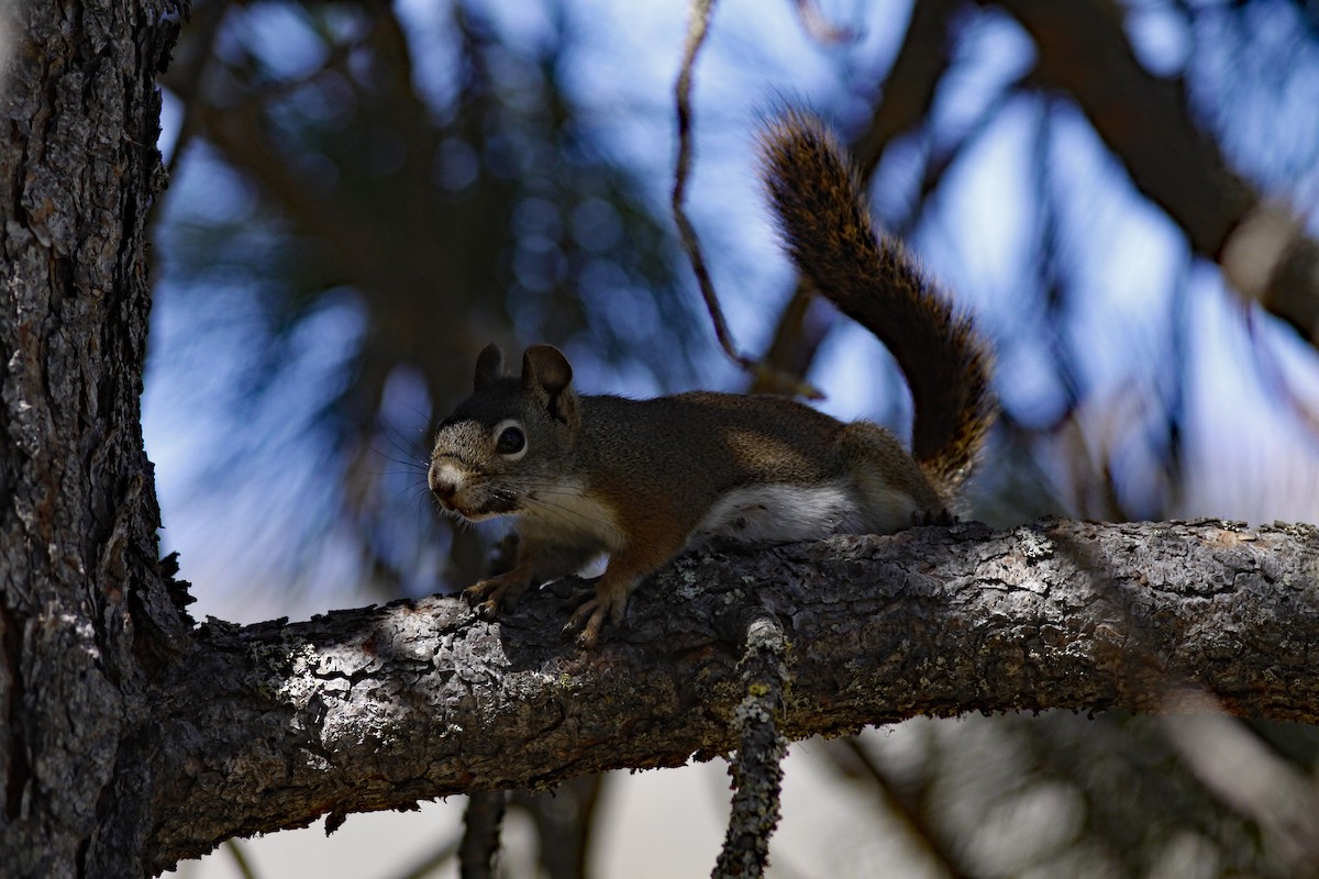 Mammals - ML646954182