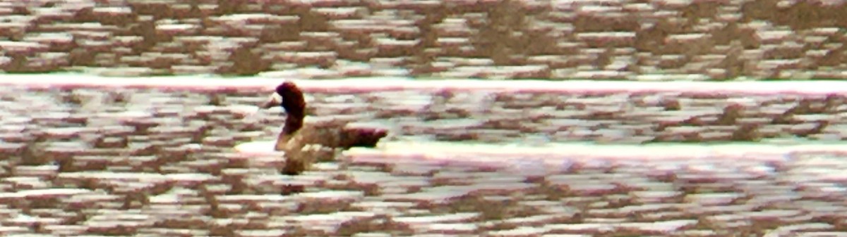 Greater Scaup - ML646954184