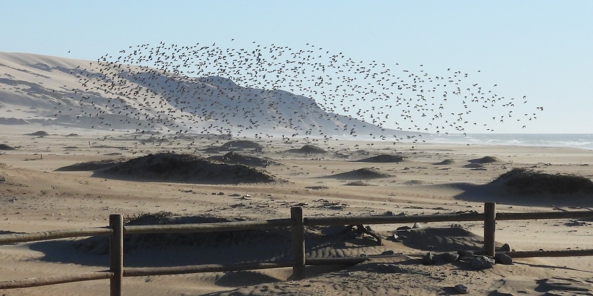 Correlimos Tridáctilo - ML646954188