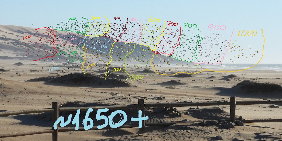 Correlimos Tridáctilo - ML646954189