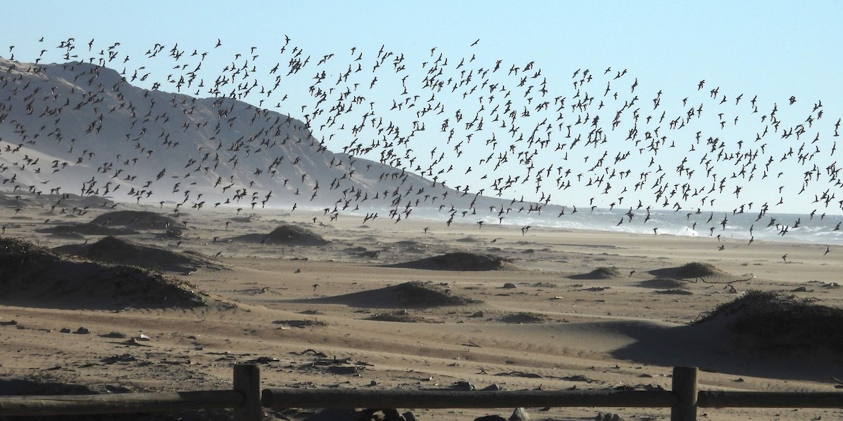 Correlimos Tridáctilo - ML646954190