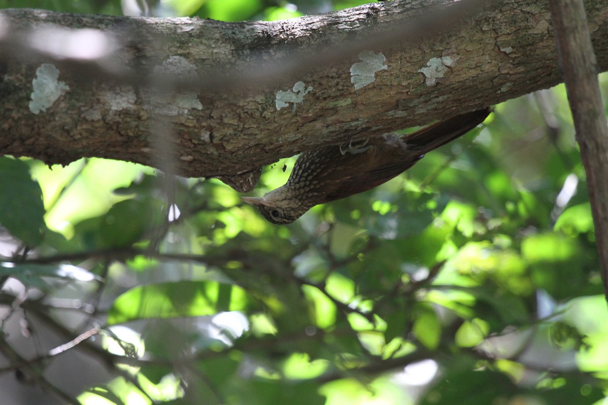 Straight-billed Woodcreeper - ML646954192