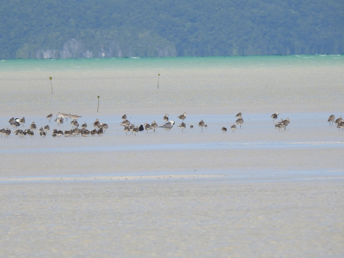 Vuelvepiedras Común - ML646954193