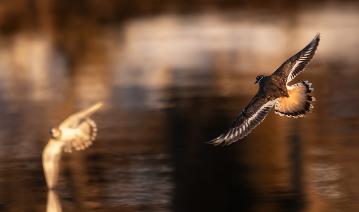 Chorlitejo Culirrojo - ML646954194