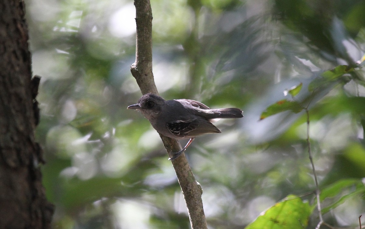 Plain Antvireo - ML646954195