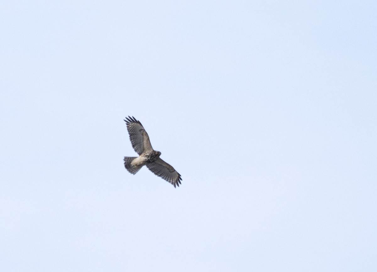 Busardo Pechirrojo - ML646954196