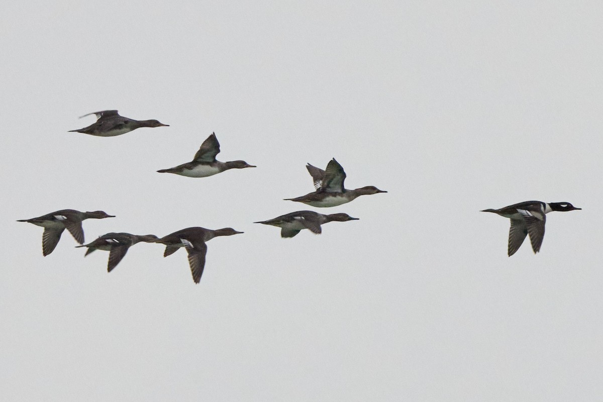 Hooded Merganser - ML646954197