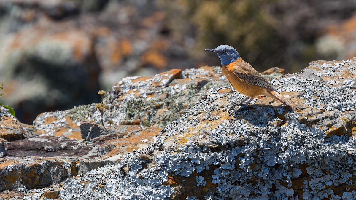Roquero de El Cabo - ML646954199