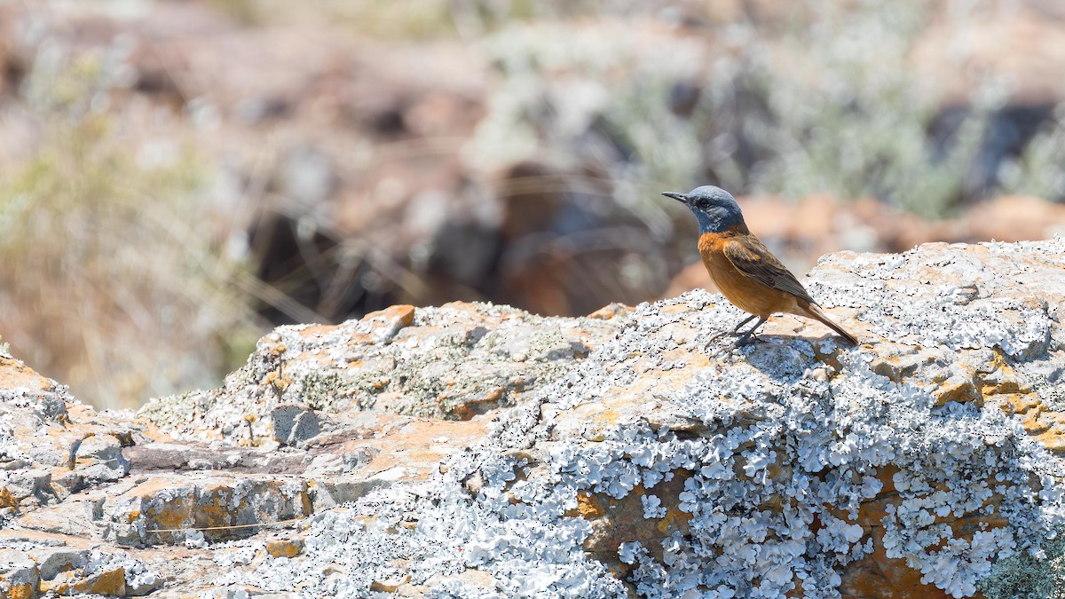 Roquero de El Cabo - ML646954200