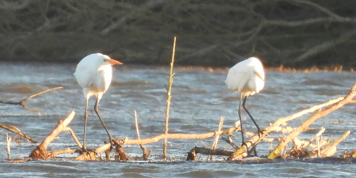 Garceta Grande - ML646954205