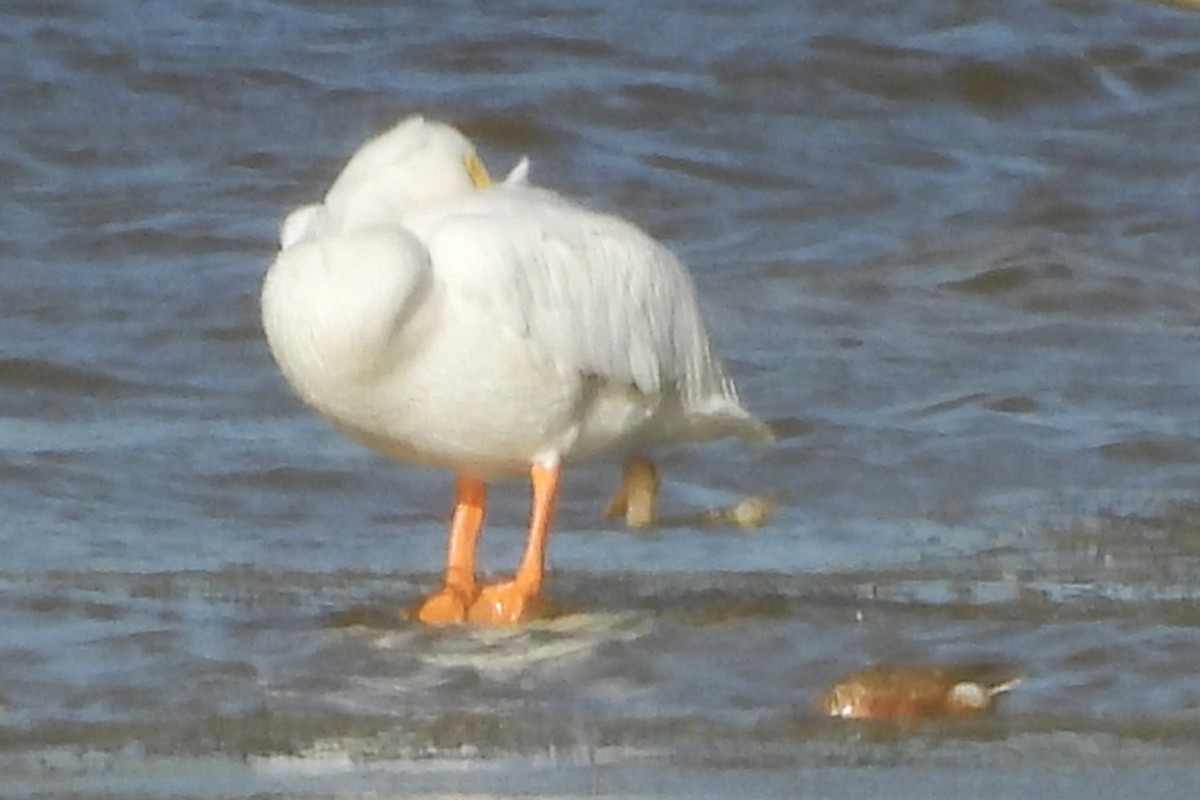 Pelícano Norteamericano - ML646954206