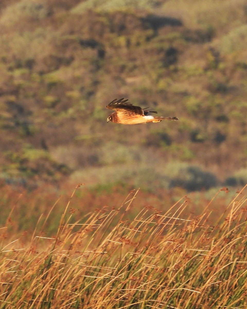 Aguilucho de Hudson - ML646954212
