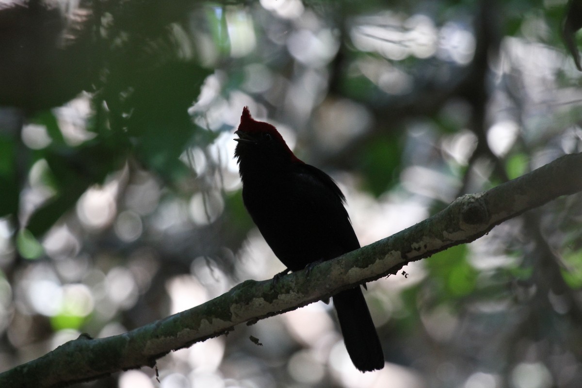 Helmeted Manakin - ML646954215