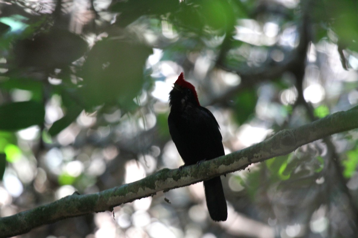 Helmeted Manakin - ML646954216