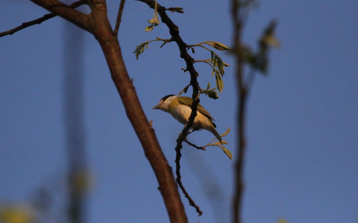 Green-backed Becard - ML646954219