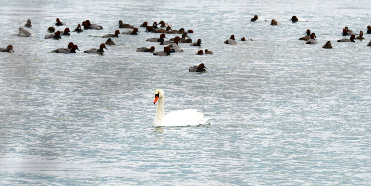 Cisne Vulgar - ML646954220