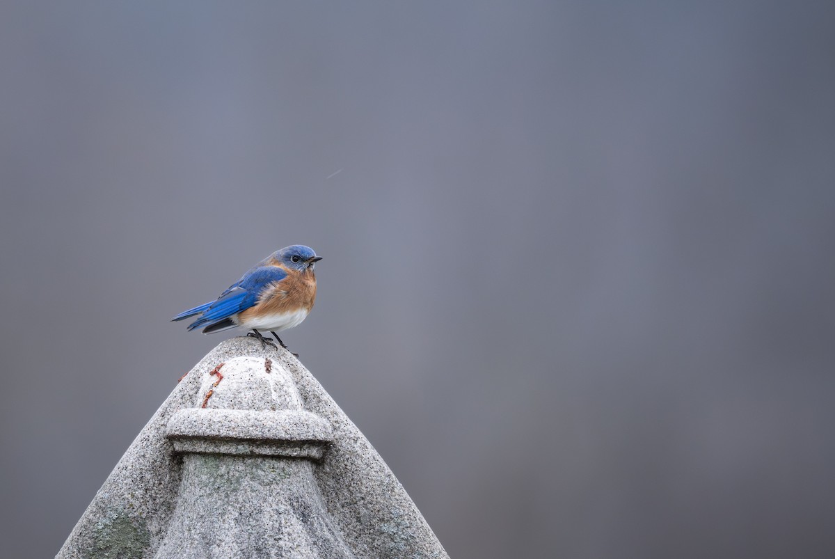 Azulejo Oriental - ML646954225