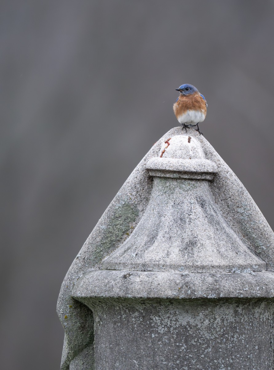 Azulejo Oriental - ML646954226