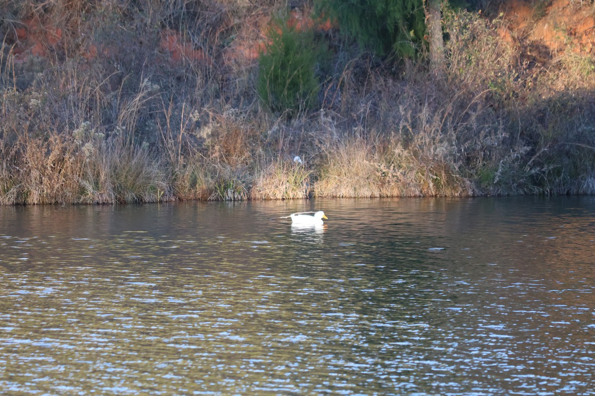 Mallard (Domestic type) - ML646954229