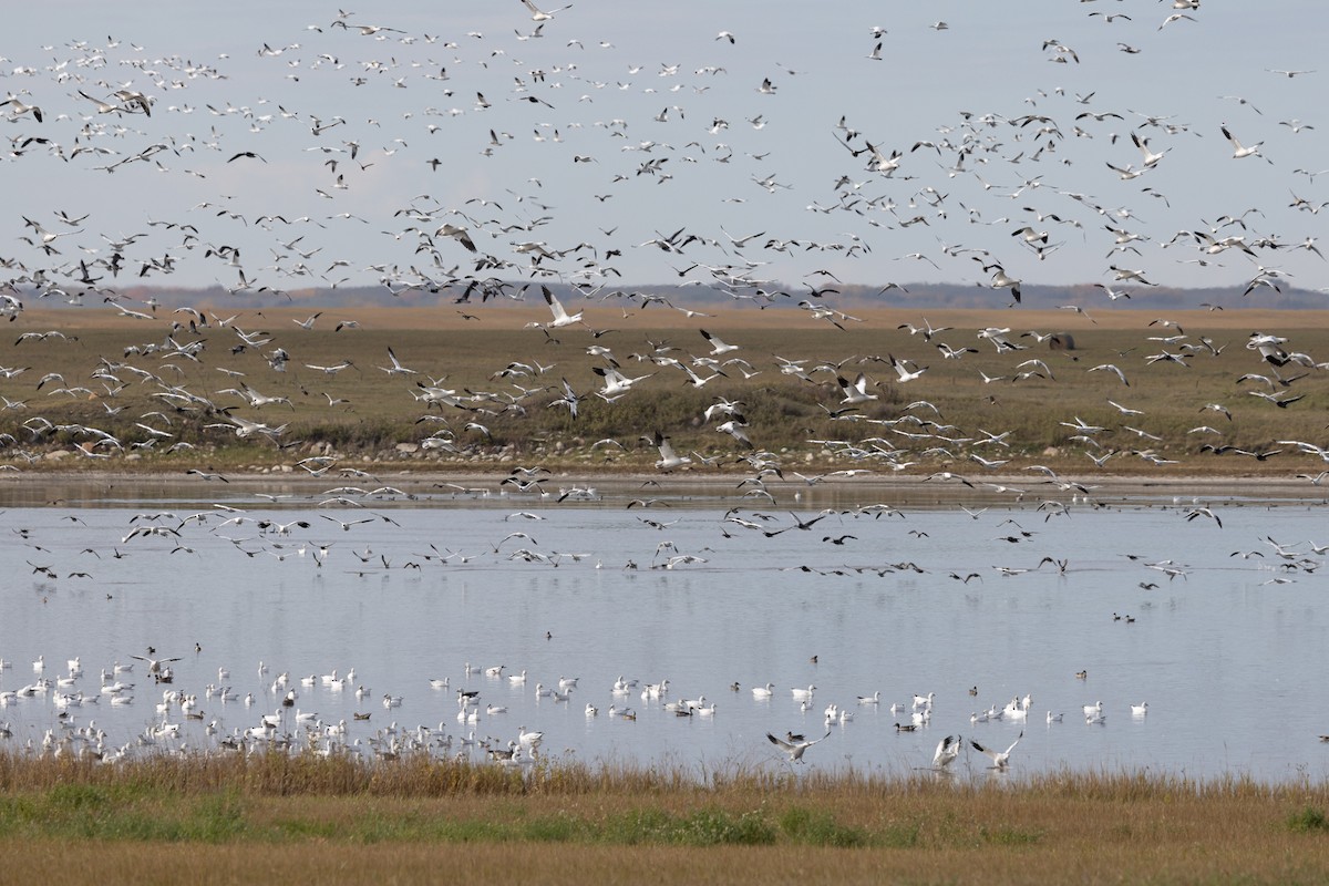 Snow Goose - ML646954230