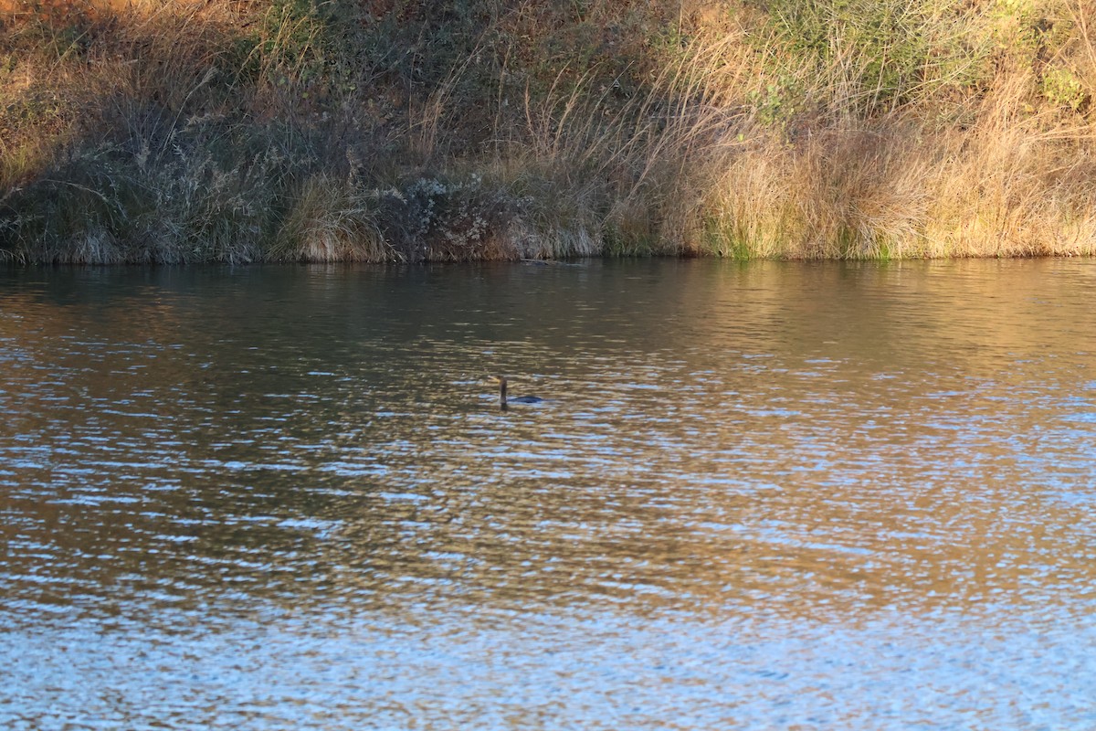 Double-crested Cormorant - ML646954232