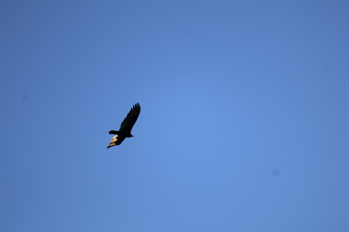 kondor krocanovitý - ML646954236