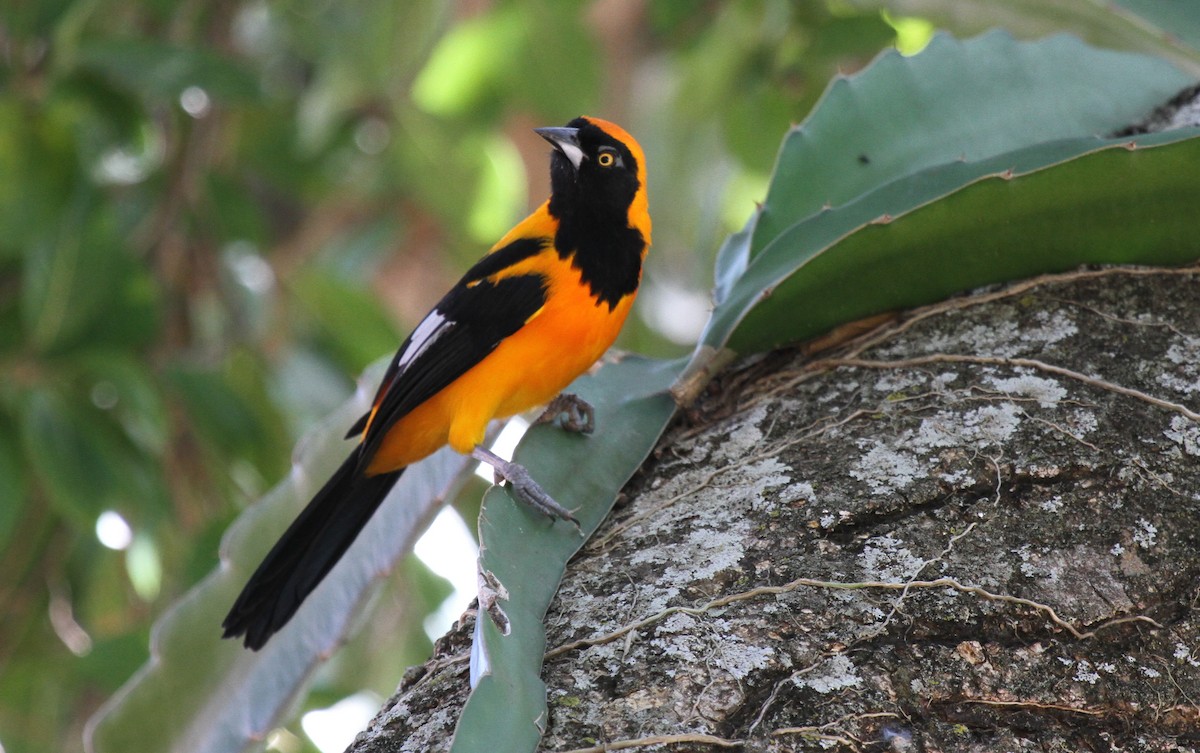 Orange-backed Troupial - ML646954237