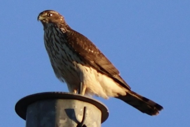 Cooper's Hawk - ML646954238
