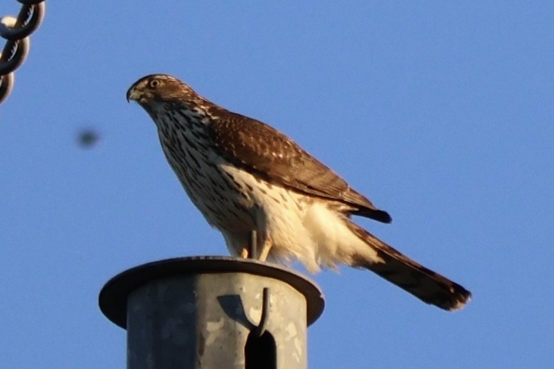 Cooper's Hawk - ML646954239