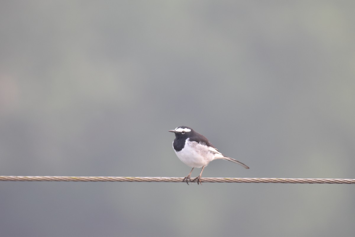 White-browed Wagtail - ML646954241