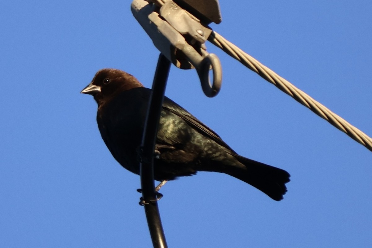 Brown-headed Cowbird - ML646954242