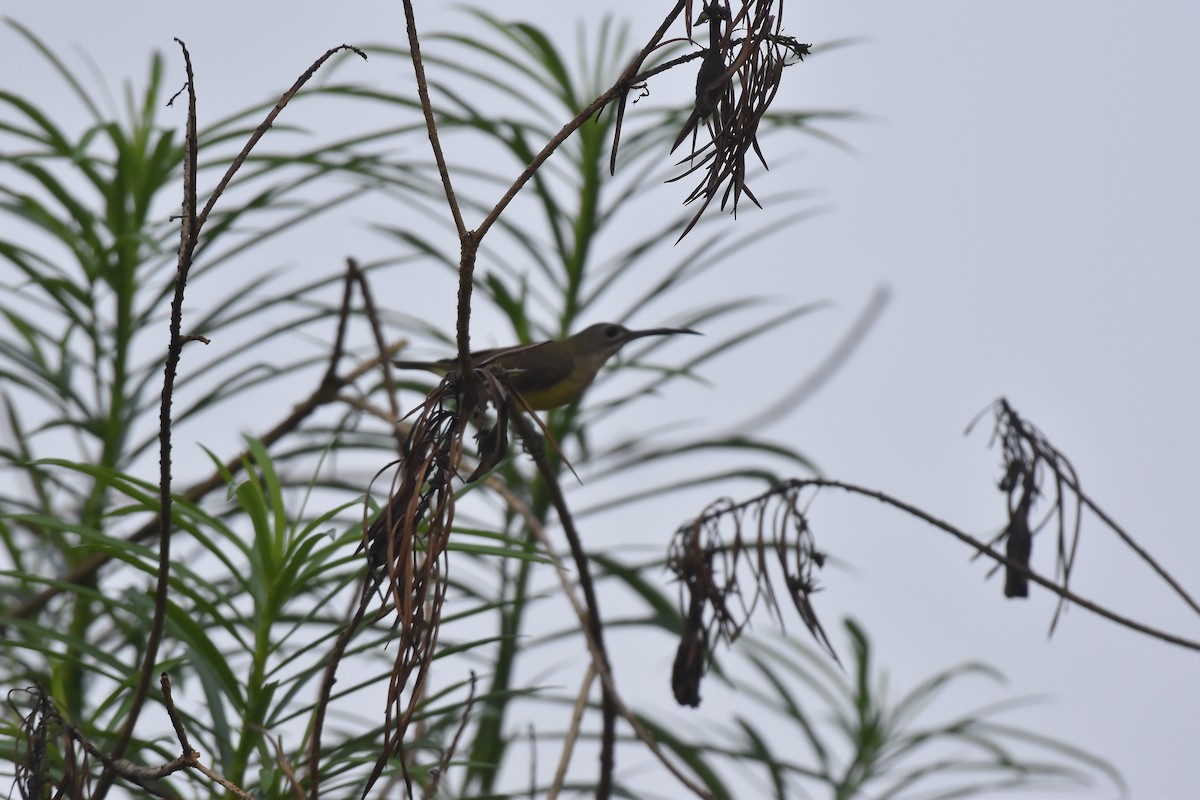 Little Spiderhunter - ML646954243