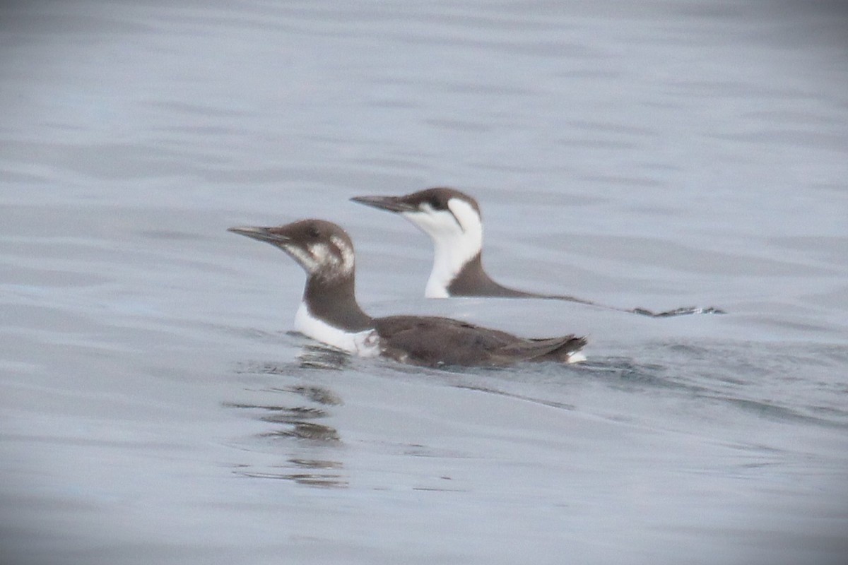 Guillemot marmette - ML646954244