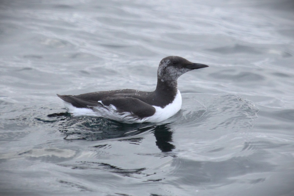 Guillemot marmette - ML646954245