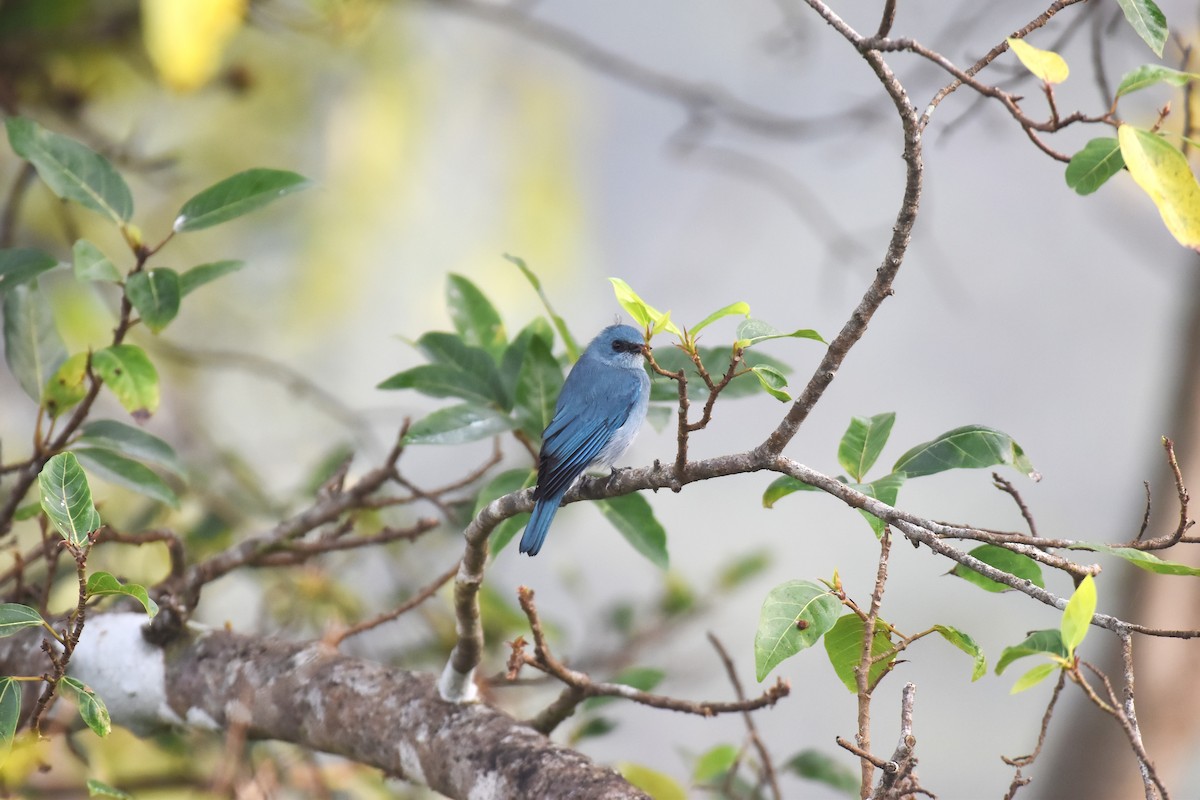 Verditer Flycatcher - ML646954246