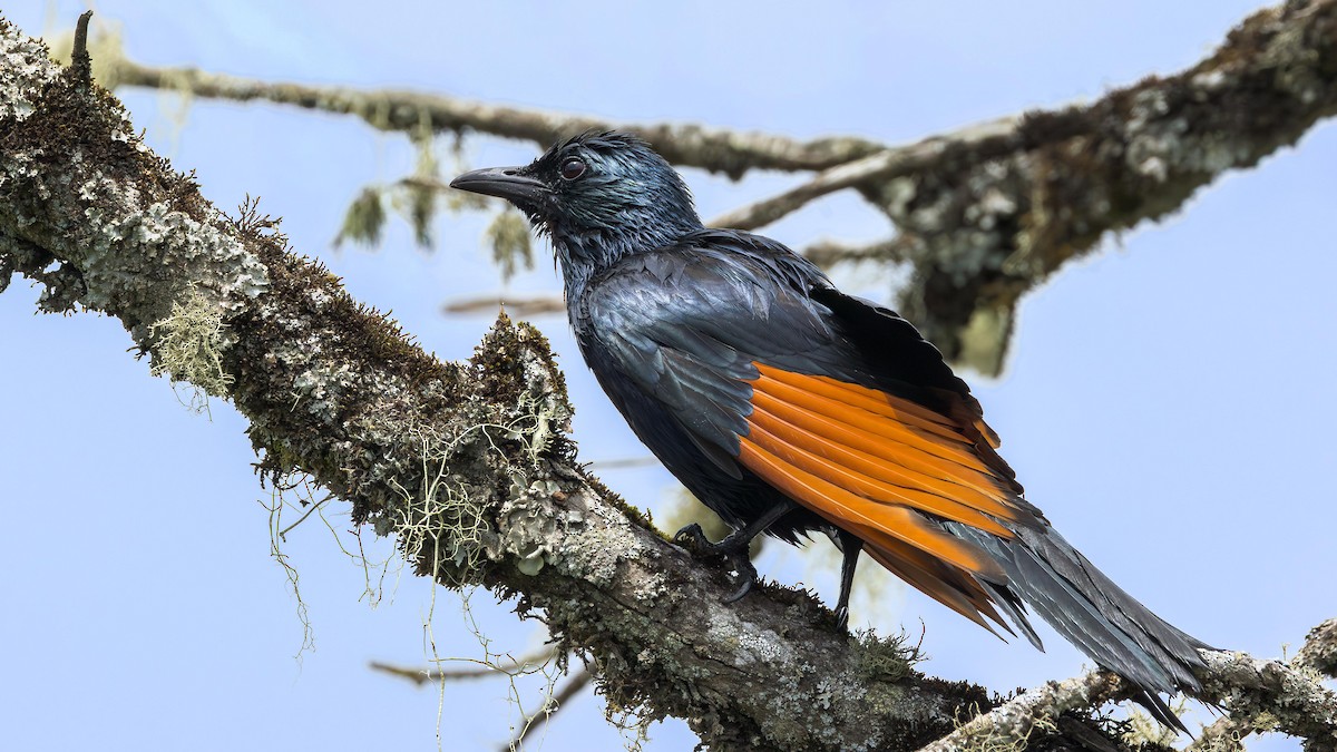 Red-winged Starling - ML646954248