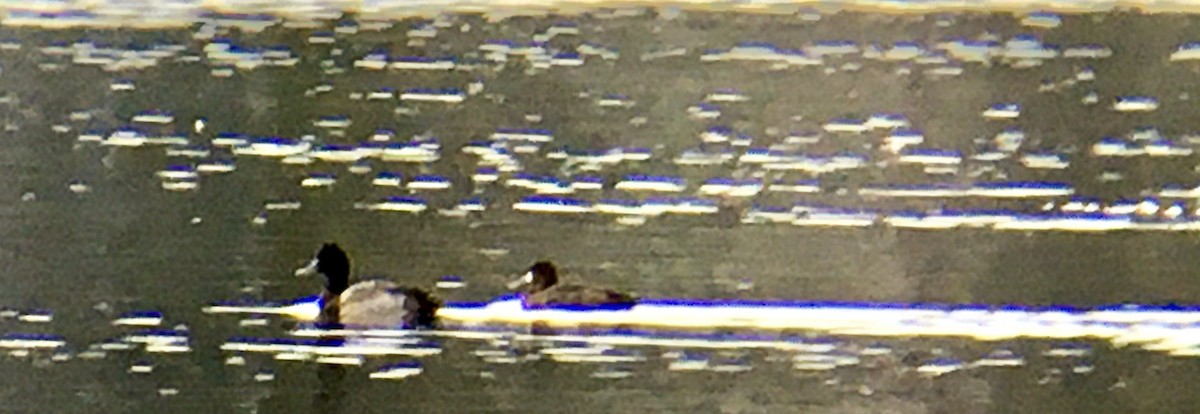 Greater Scaup - ML646954249