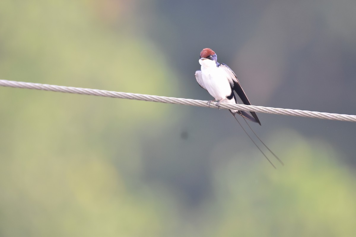 Wire-tailed Swallow - ML646954252