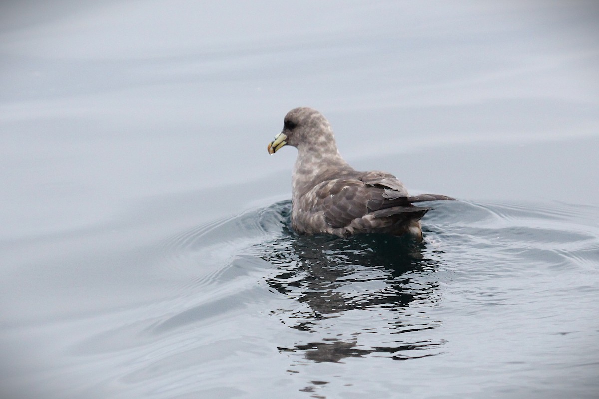 Fulmar boréal - ML646954258