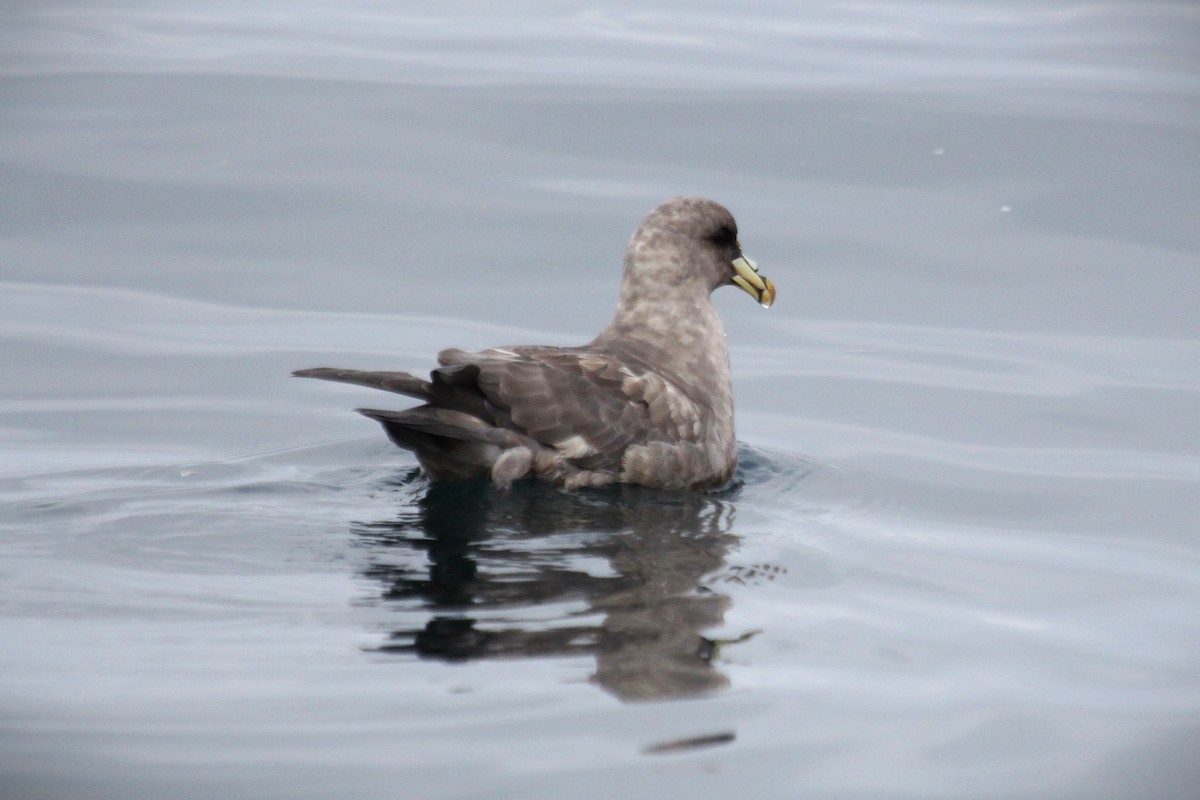 Fulmar boréal - ML646954259