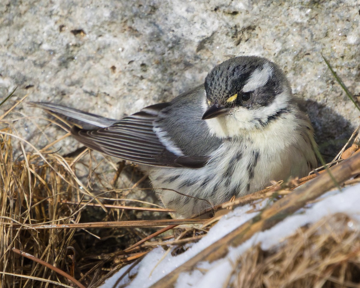 Kara Şeritli Ötleğen - ML646954262