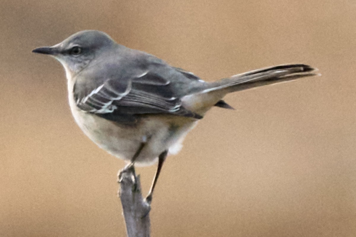 Northern Mockingbird - ML646954263