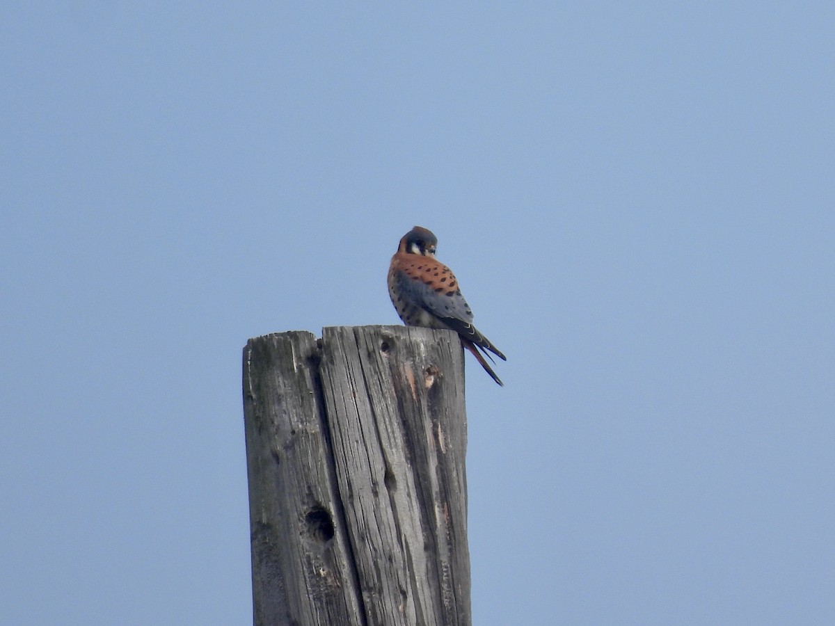 Belatz amerikarra - ML646954265