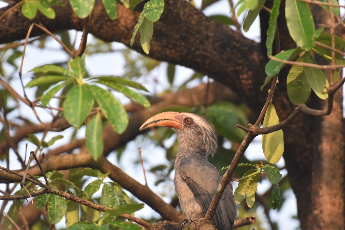 Malabar Gray Hornbill - ML646954269
