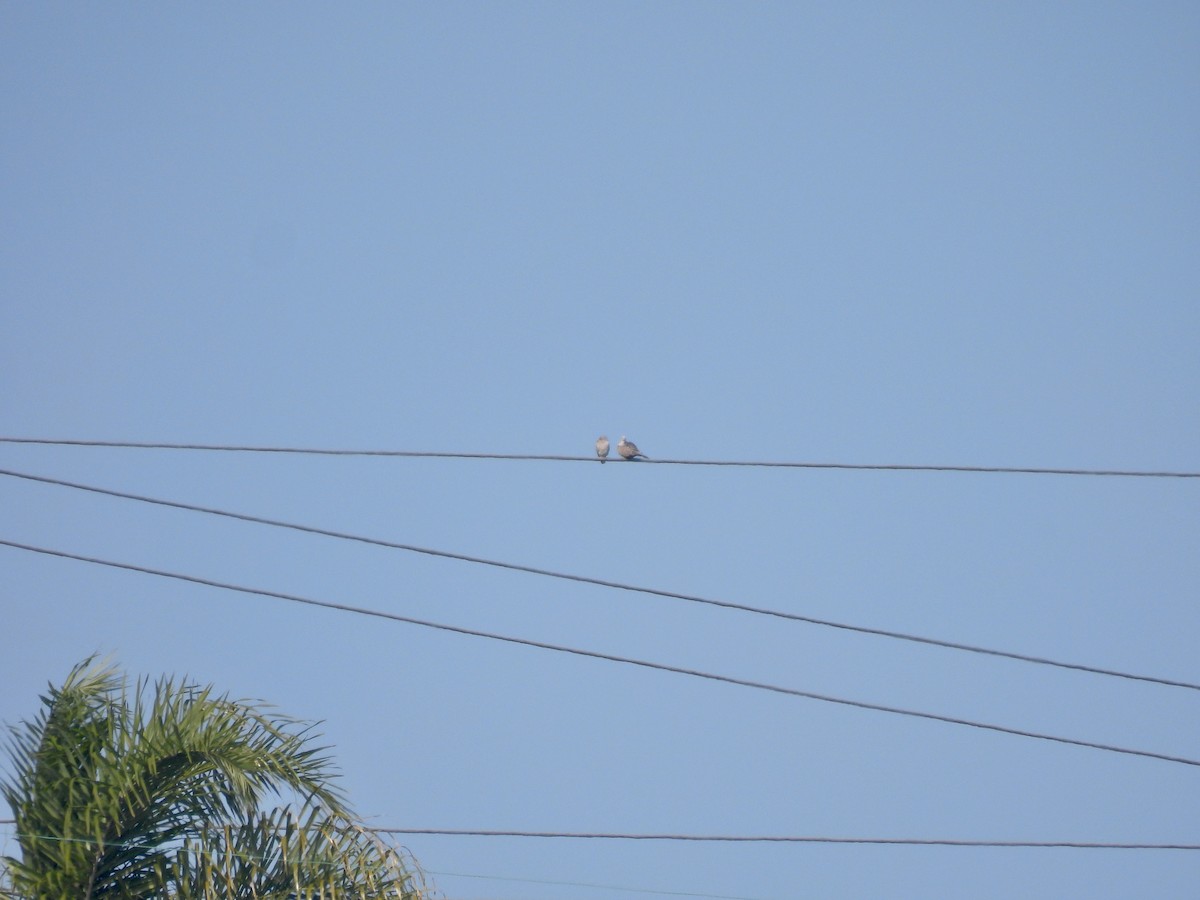 Usapal turkiarra - ML646954277