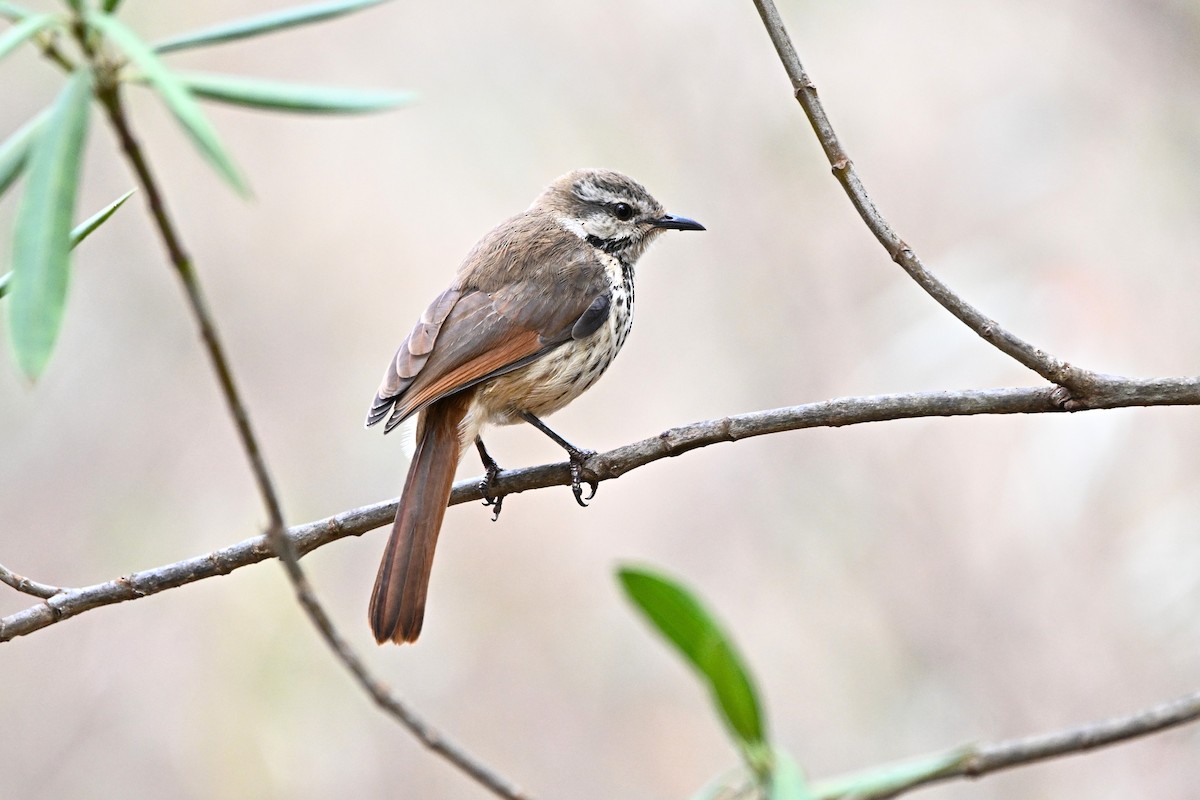 Spotted Morning-Thrush - ML646954279